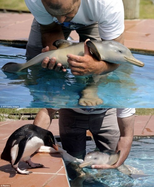 Cuteness overload: baby dolphin meets...