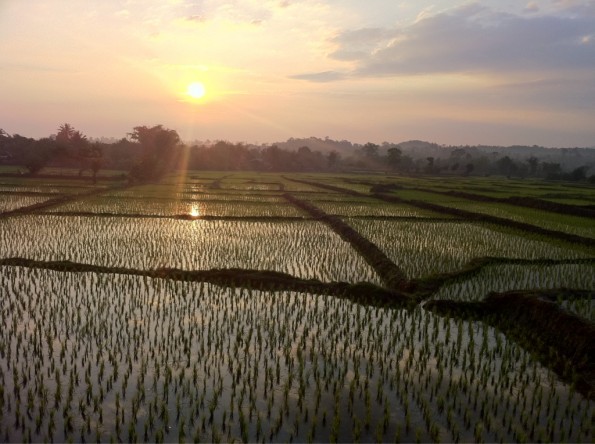 Paddy fields at 7 this morning: