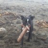 Barney the dog's find: oh dear, only...