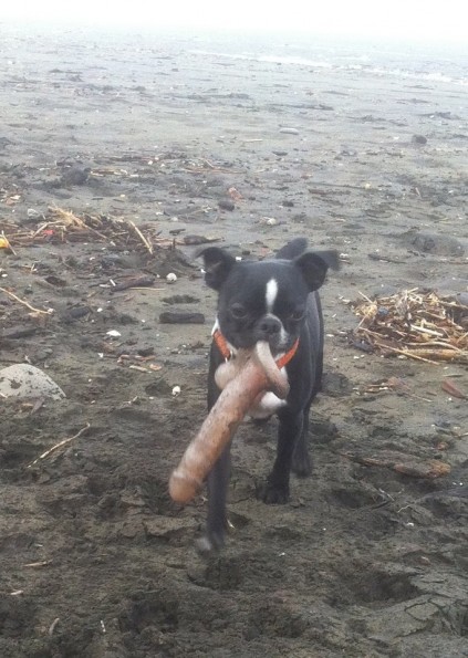 Barney the dog's find: oh dear, only...